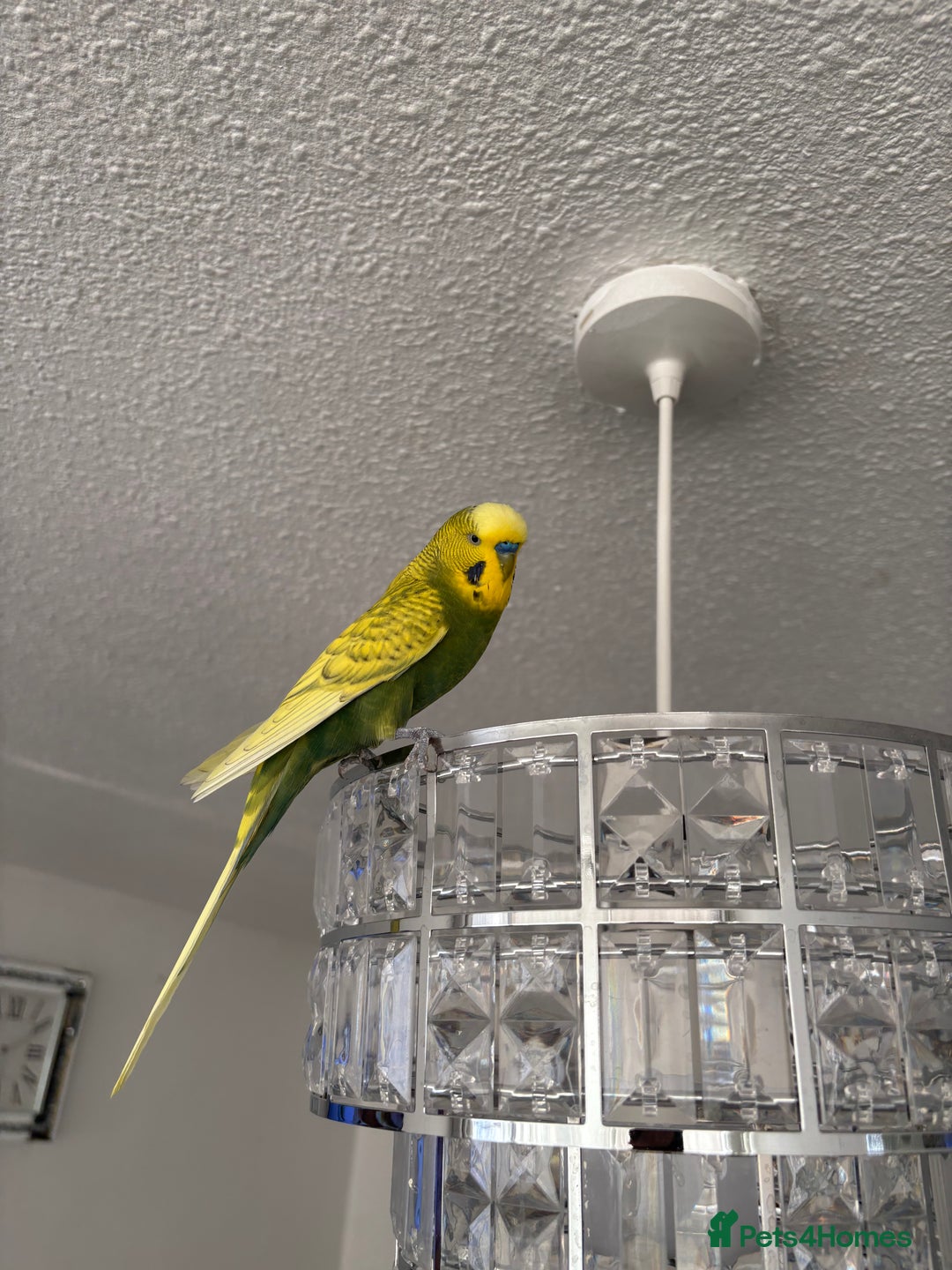Budgerigars birds for sale: Free giveawayMale tamed budgie  - Image 3