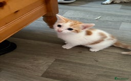 Mixed Breed cats for sale: Kittens for sale  - Image 4