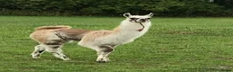 Llama livestock for sale: 4 female llamas in York - Advert 17