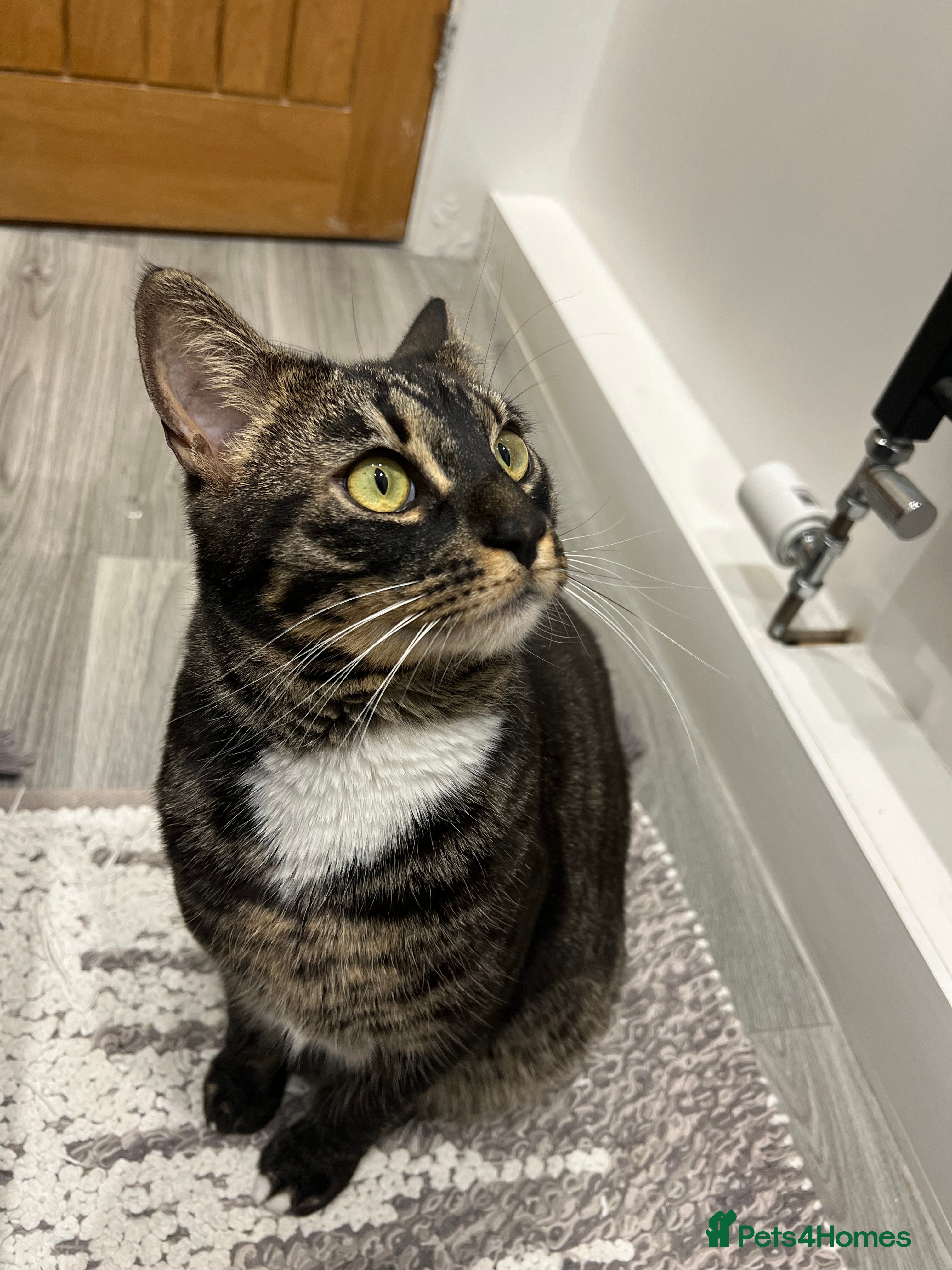 Bengal cats Reluctant rehoming of 2 year old charcoal bengal - Advert 3