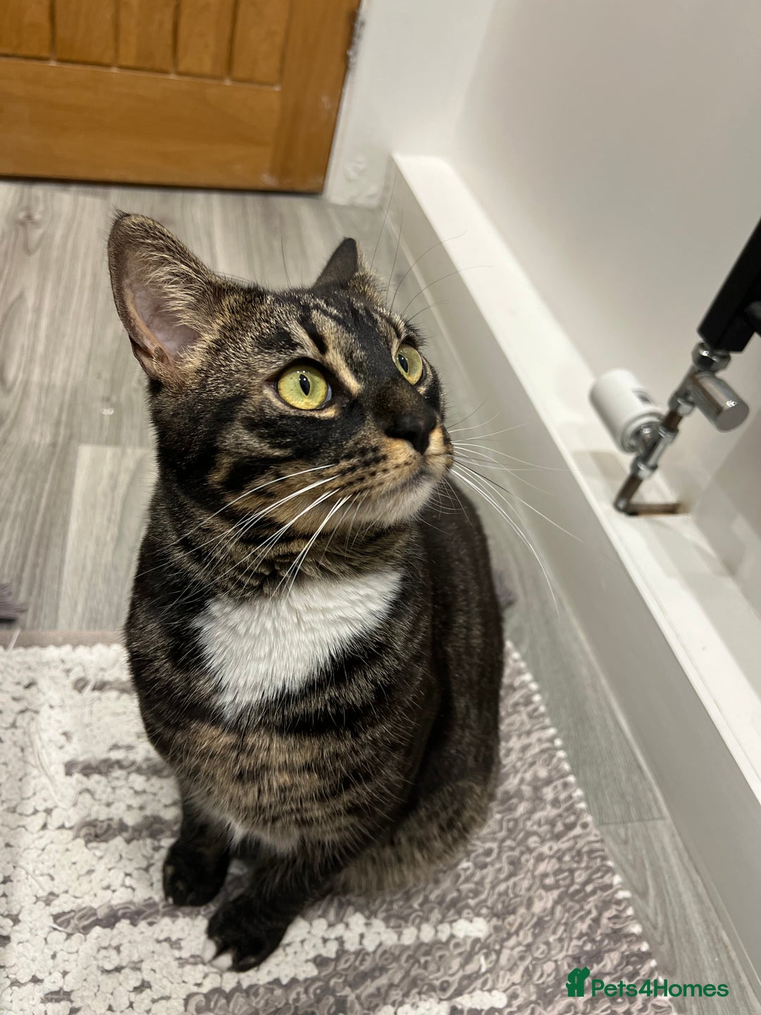 Bengal cats for sale: Reluctant rehoming of 2 year old charcoal bengal - Advert 1