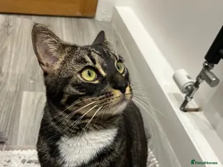 Bengal cats Reluctant rehoming of 2 year old charcoal bengal - Advert 5