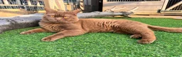 British Shorthair cats for sale: Stunning chocolate baby boy  - Advert 7