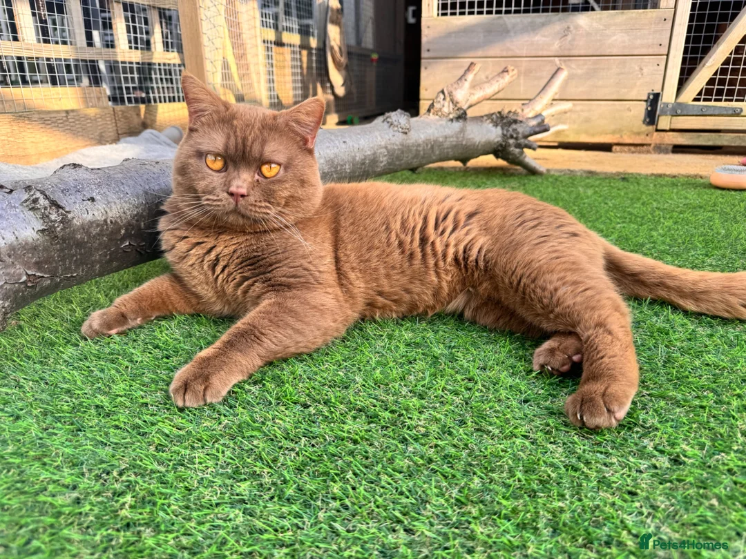British Shorthair cats for sale: Stunning chocolate baby boy  - Advert 7