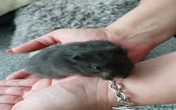 Hamster rodents for sale: Baby syrian hamsters - Image 4
