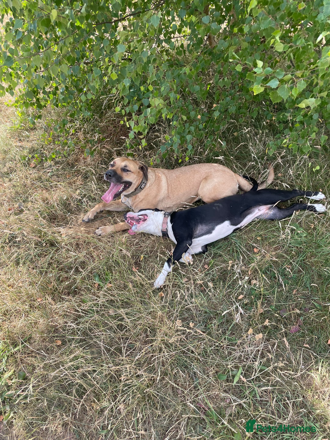 Mixed Breed dogs for sale: Bulldog cross  - Image 7