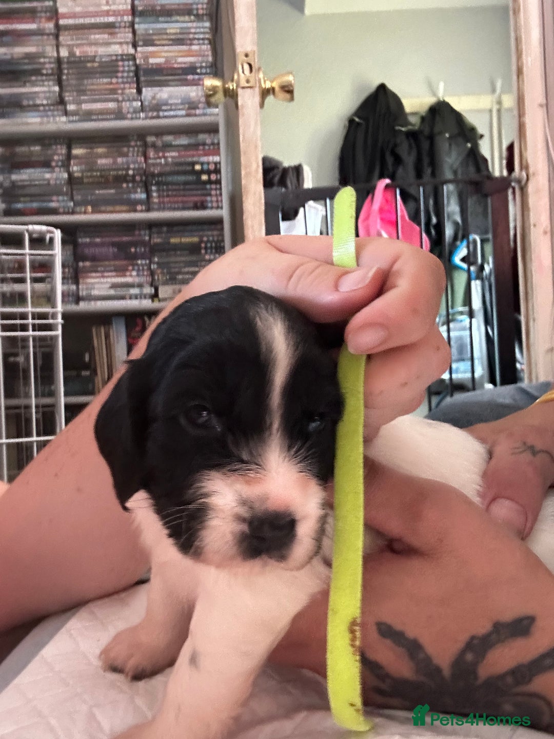 Sprocker dogs for sale: Beautiful surprise  - Image 4