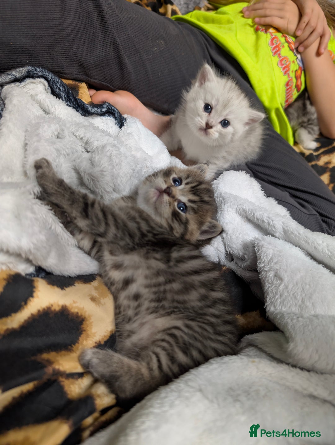 Ragdoll cats for sale: Ragdoll x Scottish straight  - Image 3