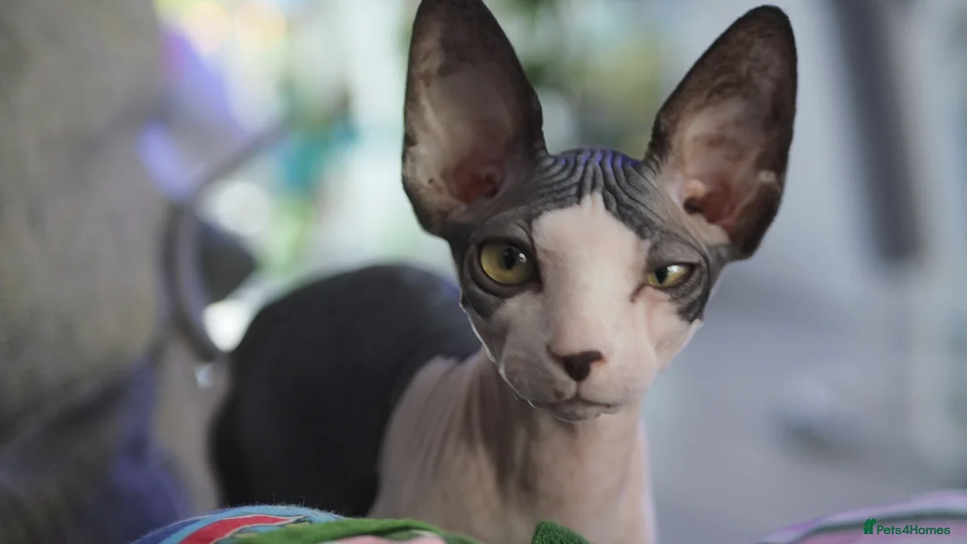 Sphynx cats for sale: Sphynx Kitten in Leeds - Advert 1