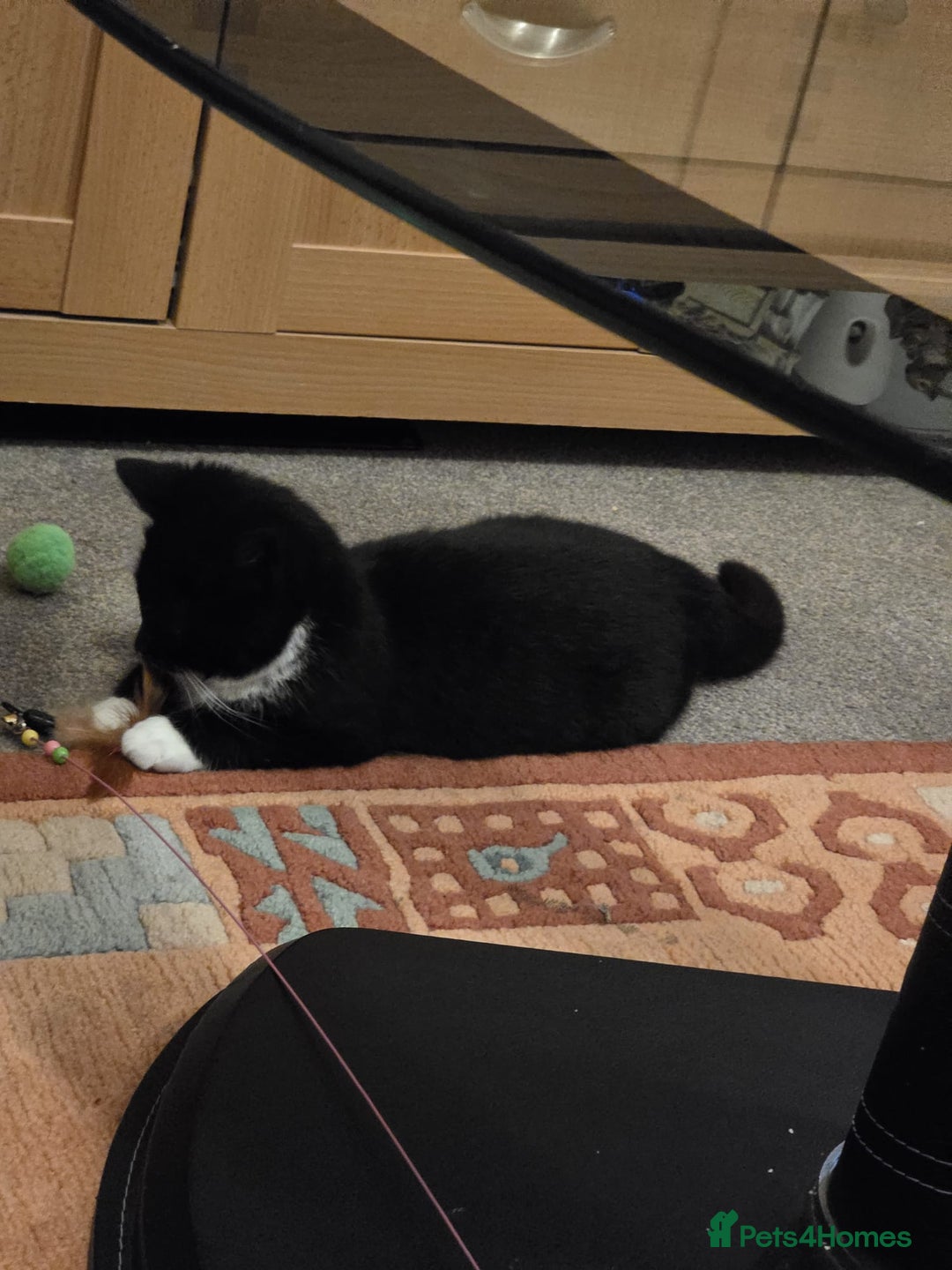 Mixed Breed cats for sale: Jess  **   - Advert 2