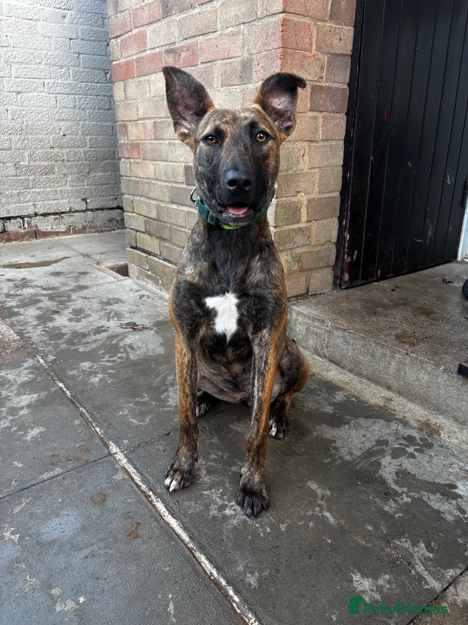 Mixed Breed dogs 10 month old Dutch shepherd cross bully - Advert 1