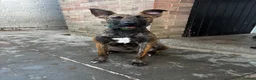 Mixed Breed dogs for sale: 10 month old Dutch shepherd cross bully in Cheltenham - Advert 1