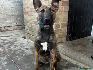 Mixed Breed dogs 10 month old Dutch shepherd cross bully - Advert 1