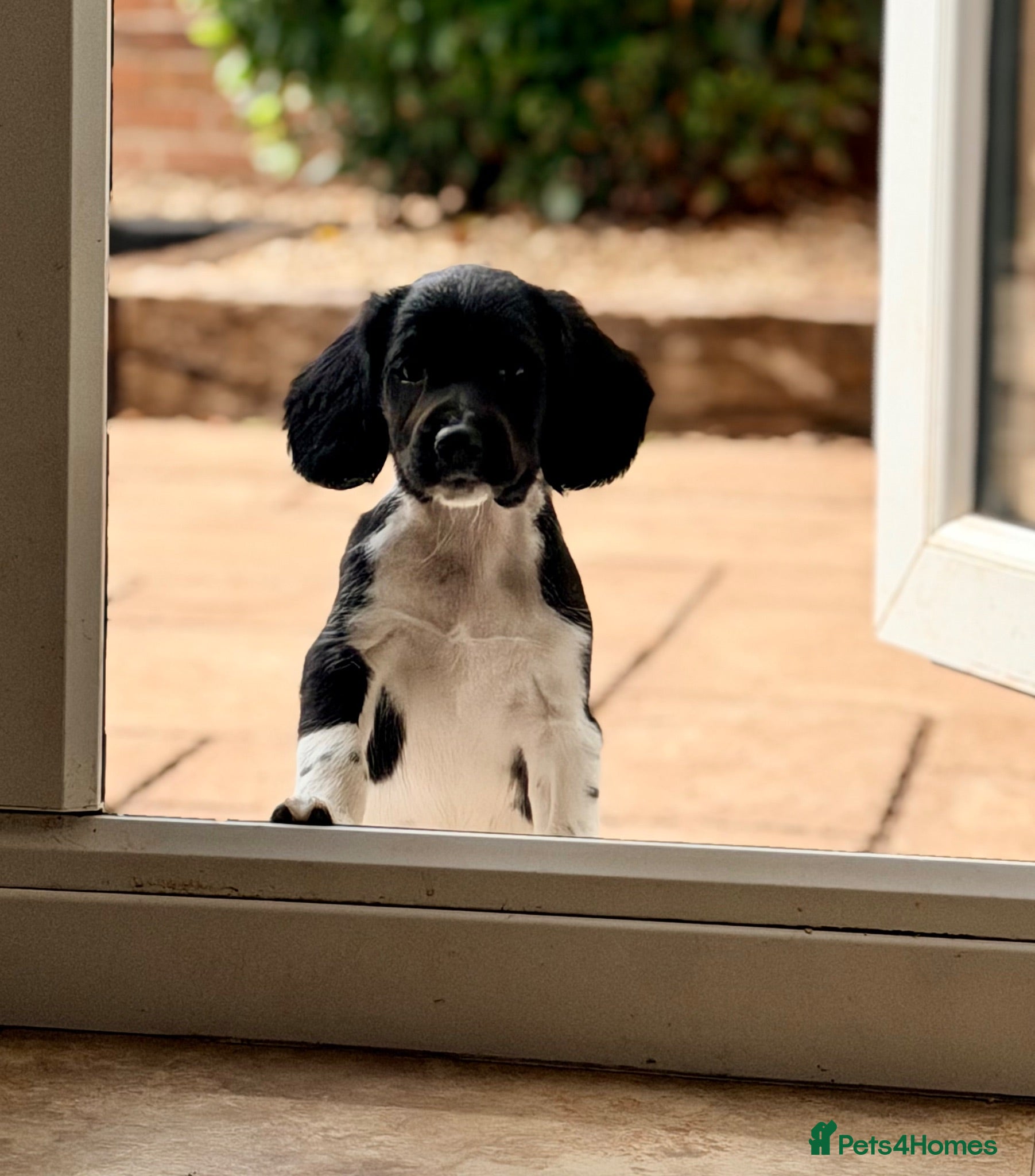 English Springer Spaniel dogs Ready Now, KC, HT, Champion bred Springer Spaniels - Advert 1