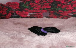 Cavapoo dogs for sale: Exceptional Cavapoo babies  - Image 15