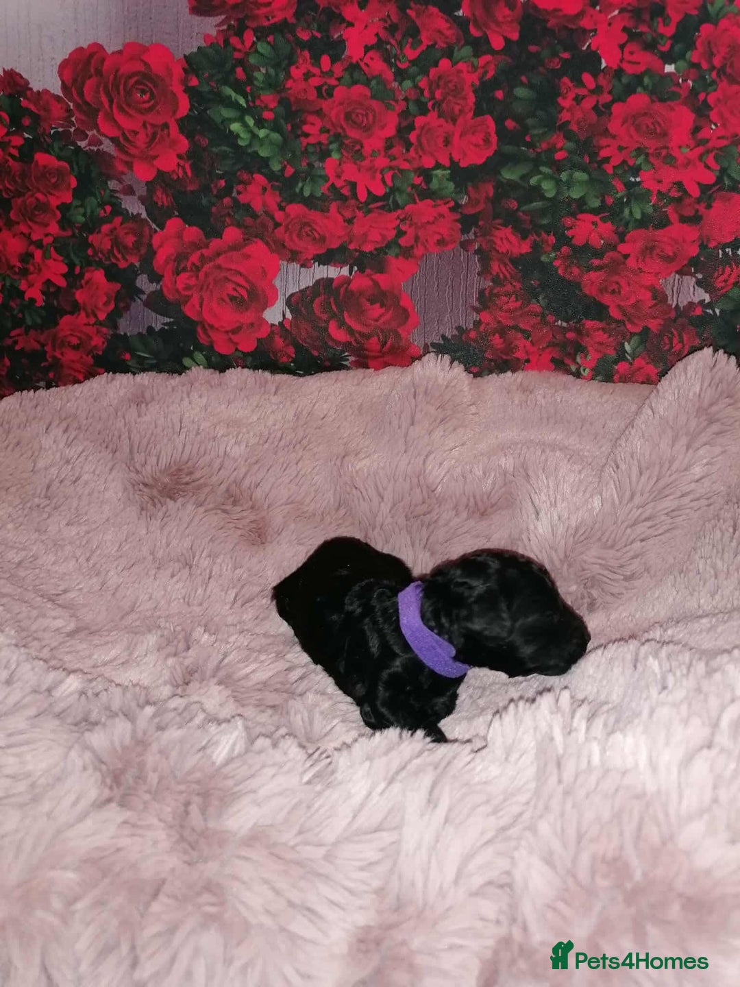Cavapoo dogs for sale: Exceptional Cavapoo babies  - Image 15