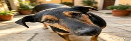 Mixed Breed dogs for adoption: CRISTI - A Lovely Survivor for a Loving Home in Nottingham - Advert 3