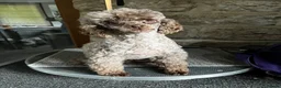 Toy Poodle dogs for sale: Adult Brown Toy Poodle Girl - Advert 3