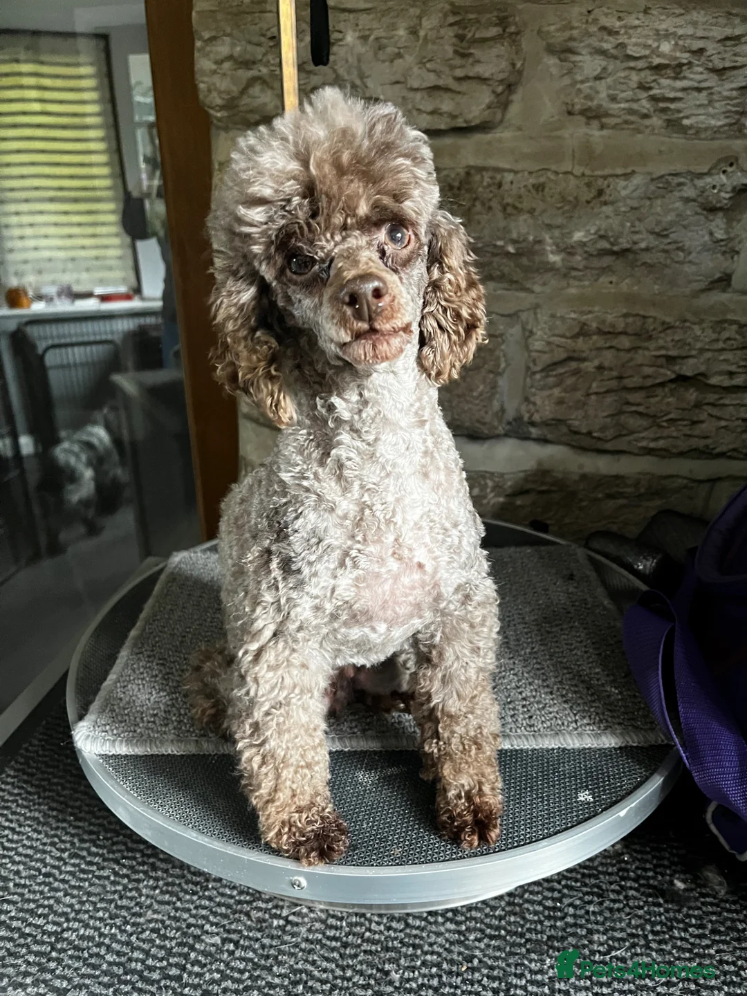 Toy Poodle dogs for sale: Adult Brown Toy Poodle Girl - Advert 3
