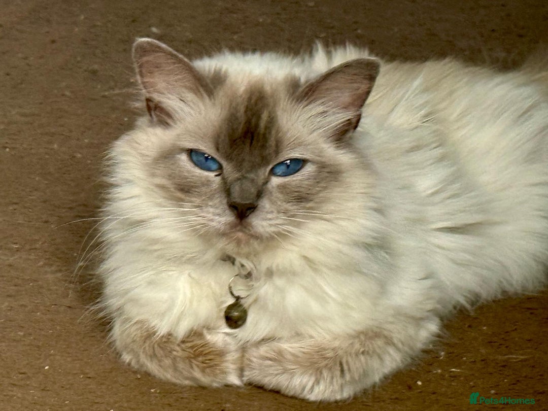 Ragdoll cats for sale: Fluffy female ragdoll - Image 5