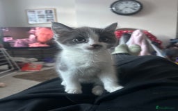 Mixed Breed cats for sale: Beautiful grey and white male - Image 1