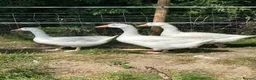 Geese poultry for sale: 3 gosling unsexed  - Advert 1