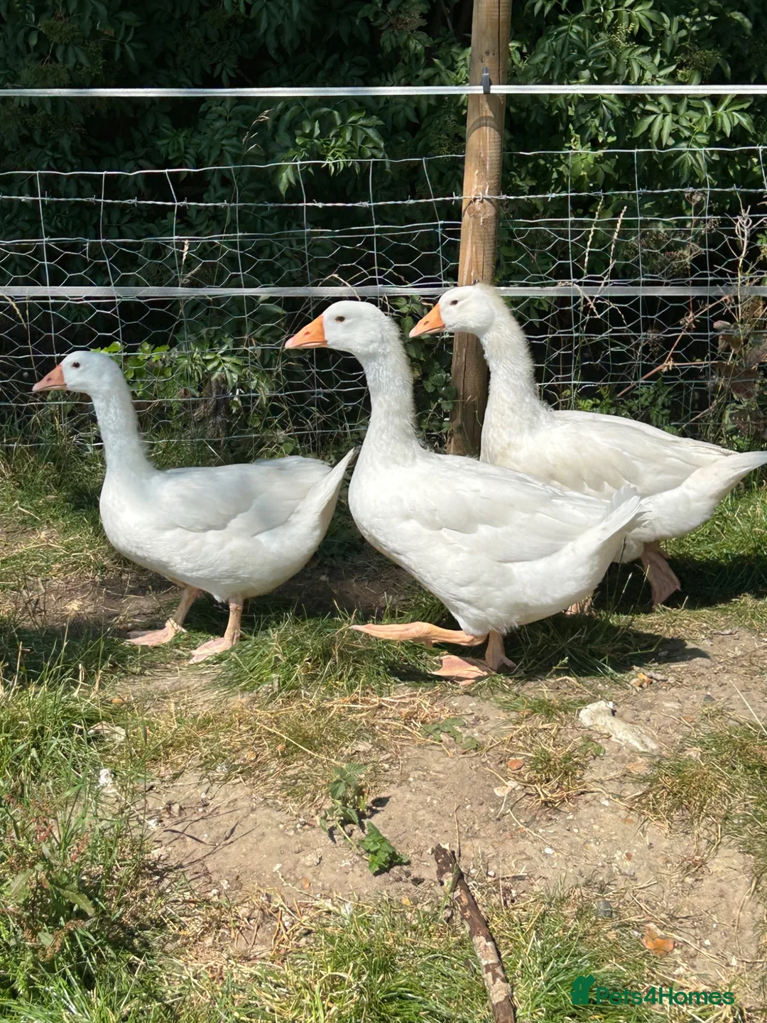 Geese poultry for sale: 3 gosling unsexed  - Advert 1