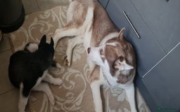 Siberian Husky dogs for sale: Siberian Husky for sale - Image 7