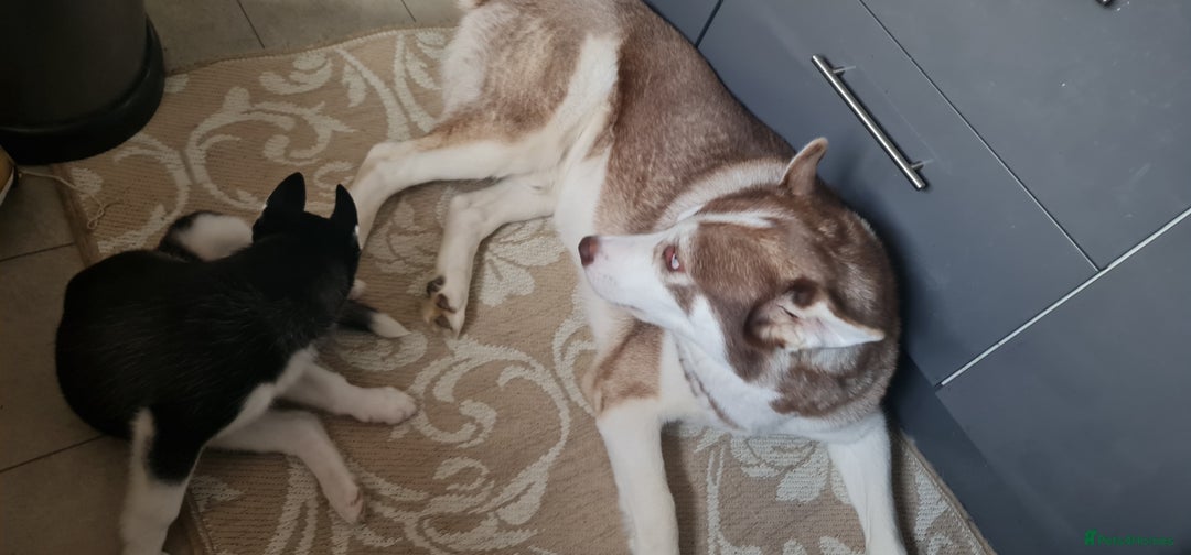 Siberian Husky dogs for sale: Siberian Husky for sale - Image 7