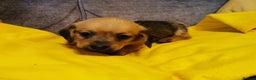 Mixed Breed dogs for sale: Adorable playful Cavachon x Dachshound pups - Advert 12