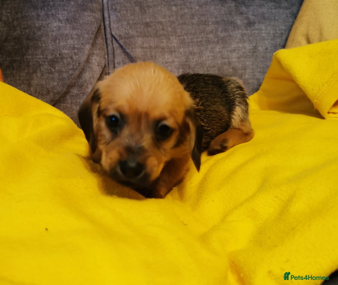 Mixed Breed dogs for sale: Adorable playful Cavachon x Dachshound pups - Advert 12
