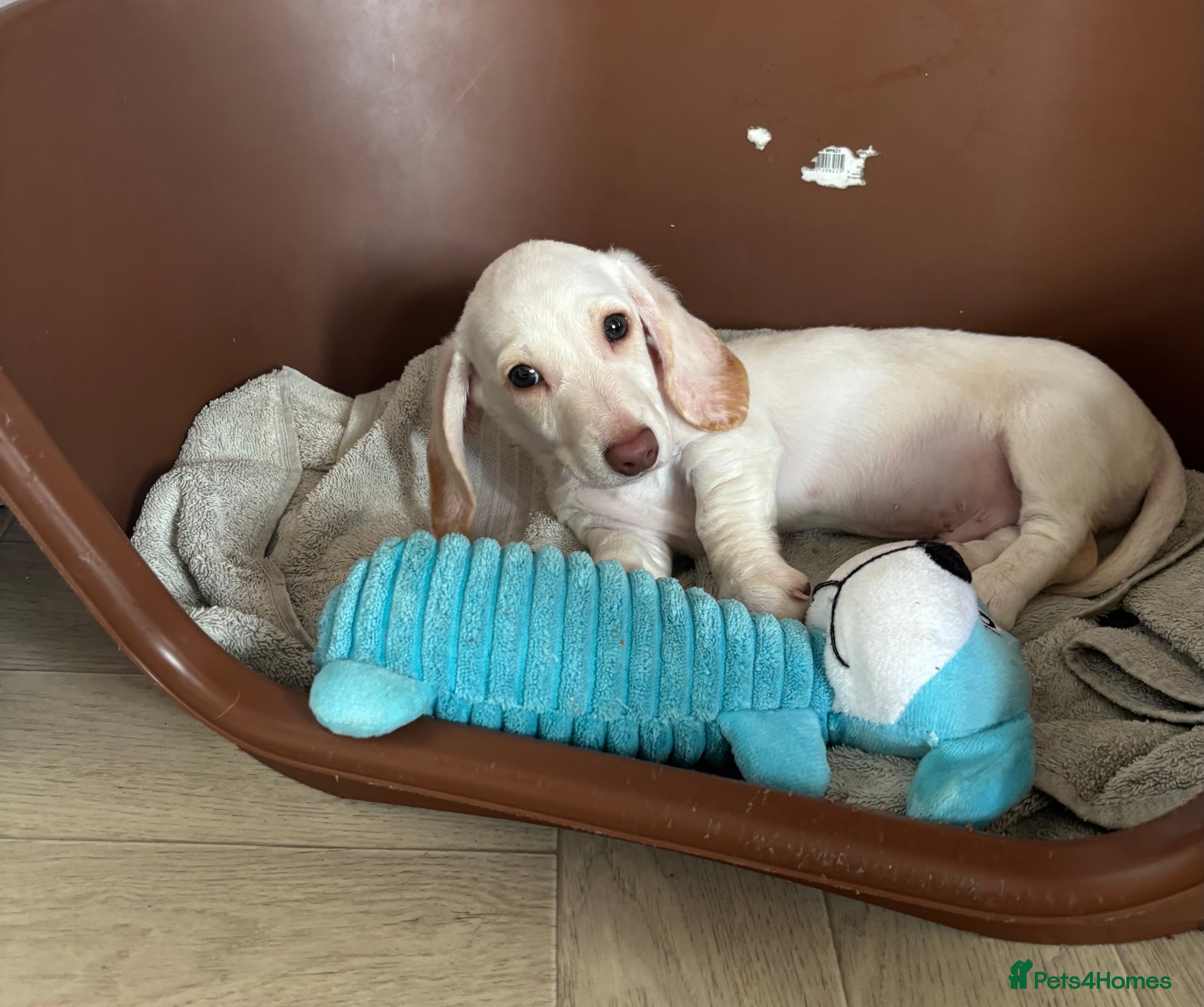 Dachshund dogs Only one gorgeous dachshund boy left! - Advert 6