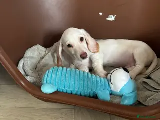 Dachshund dogs Only one gorgeous dachshund boy left! - Advert 5