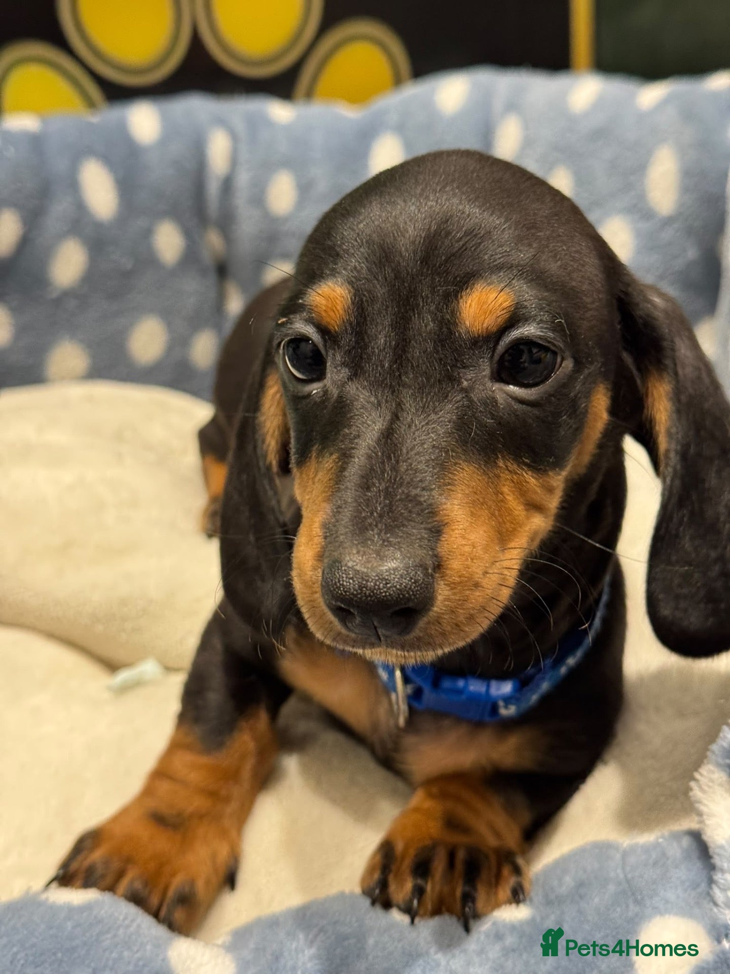 Dachshund dogs for sale: Ready to leave! 1 Kc standard dachshund puppy - Advert 17