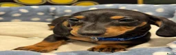 Dachshund dogs for sale: Kc standard dachshund puppy - Advert 1