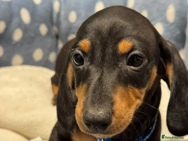 Dachshund dogs for sale: Ready to leave! 1 Kc standard dachshund puppy - Advert 17