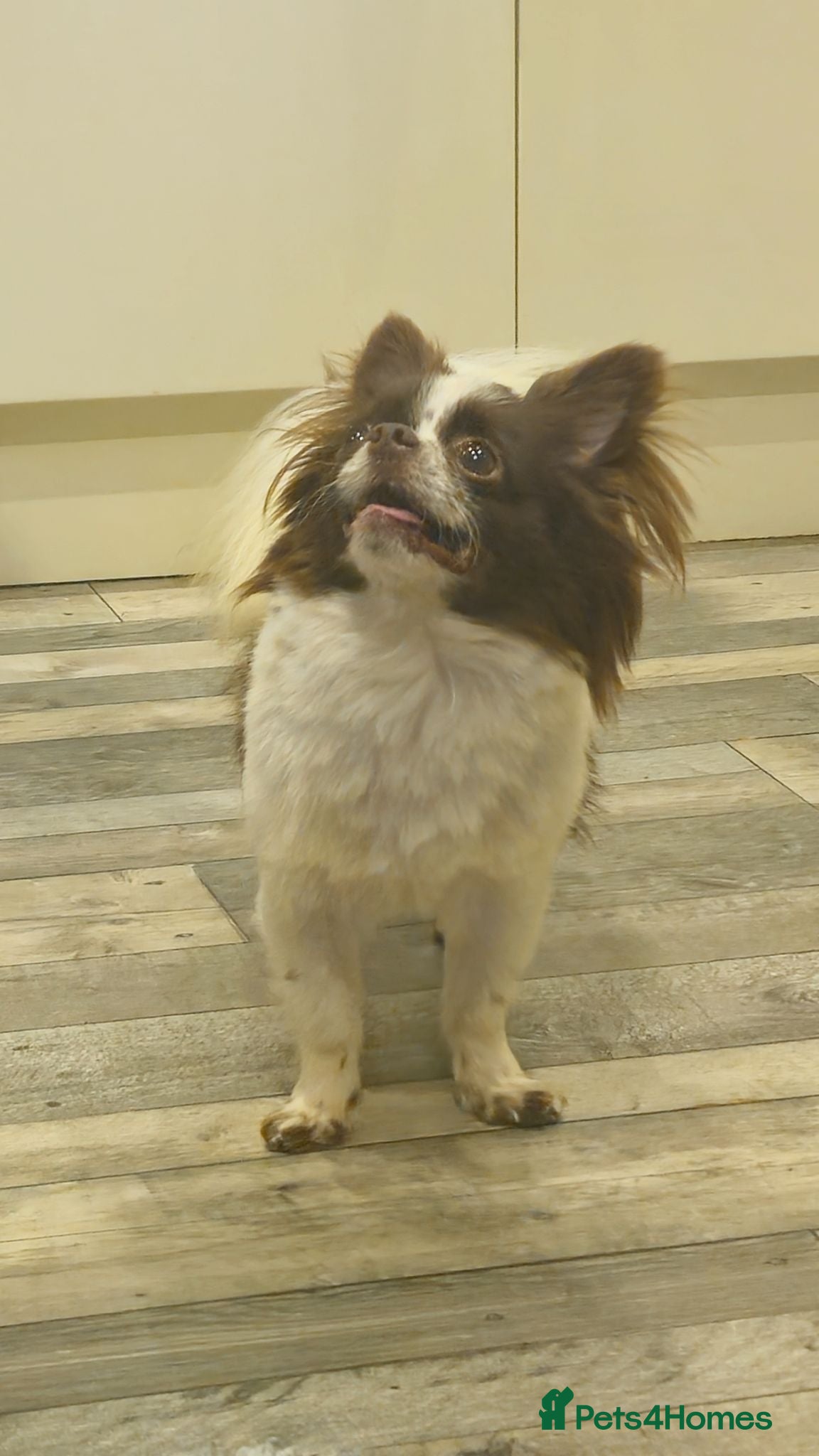 Chihuahua dogs Full pedigree long coat chihuahua lilac/chocolate - Advert 2