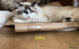 Ragdoll cats for sale:  Rehoming Ragdoll Cats. Indoor Homes Onlyz  - Image 1