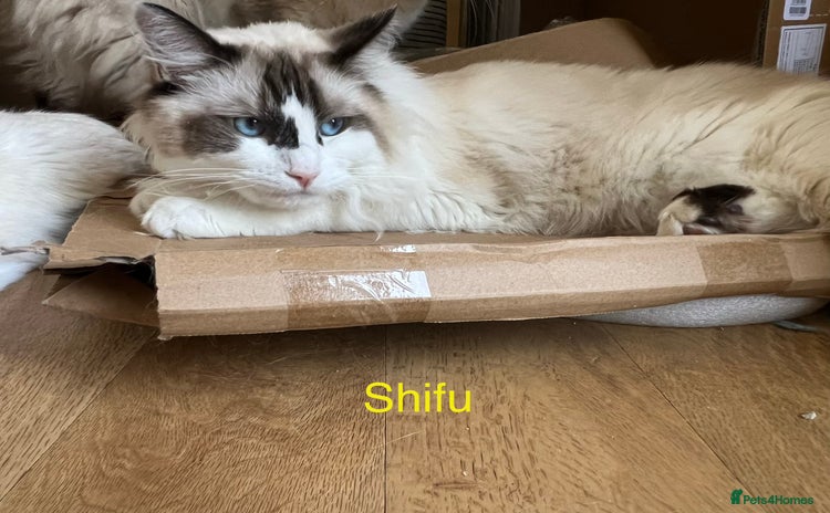 Ragdoll cats - Advert 11