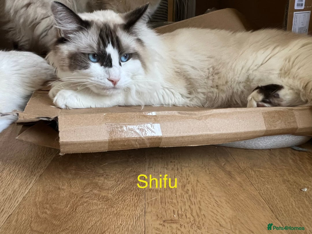Ragdoll cats for sale:  Rehoming Ragdoll Cats. Indoor Homes Onlyz  - Image 1