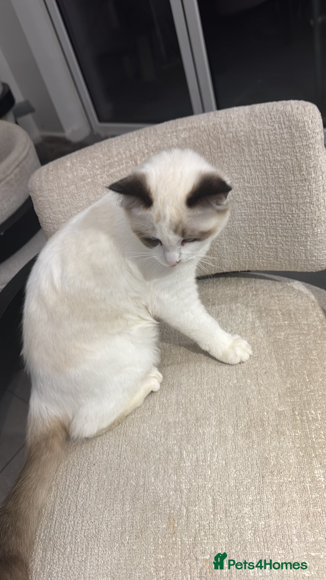 Ragdoll cats for sale: BEAUTIFUL RAGDOLL - Advert 3