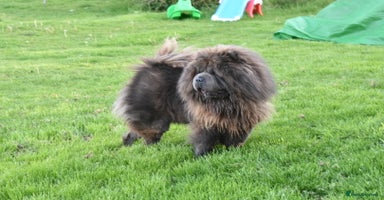 Chow Chow dogs in Ammanford - Advert 7