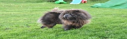 Chow Chow dogs for stud: Loki Blue Chow Chow for stud  in Ammanford - Advert 2