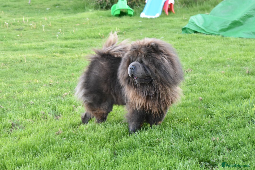 Chow Chow dogs for stud: Loki Blue Chow Chow for stud  in Ammanford - Advert 2