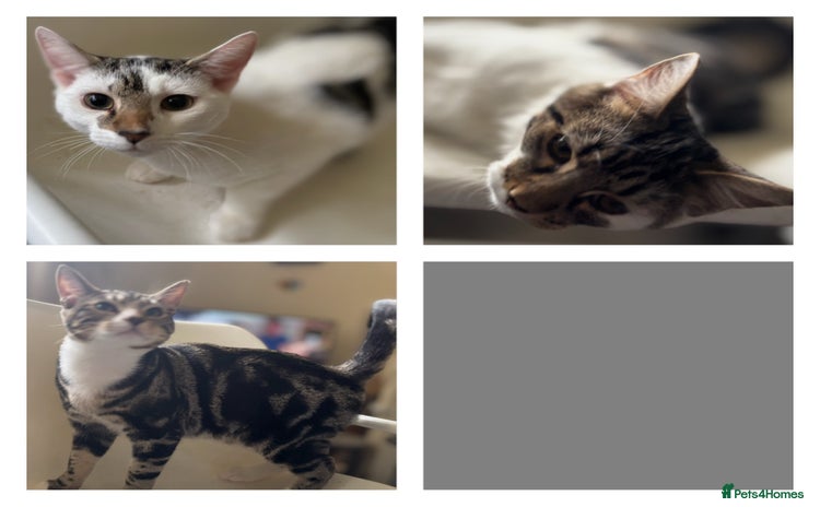 Mixed Breed cats - Advert 4