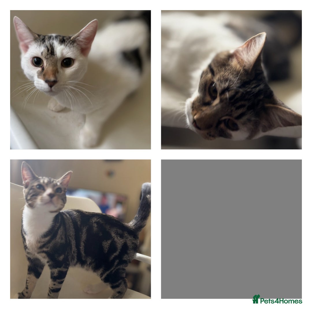 Mixed Breed cats for adoption: 6 mths boys, loving & playful, vaccs, neut, chip.  - Image 1