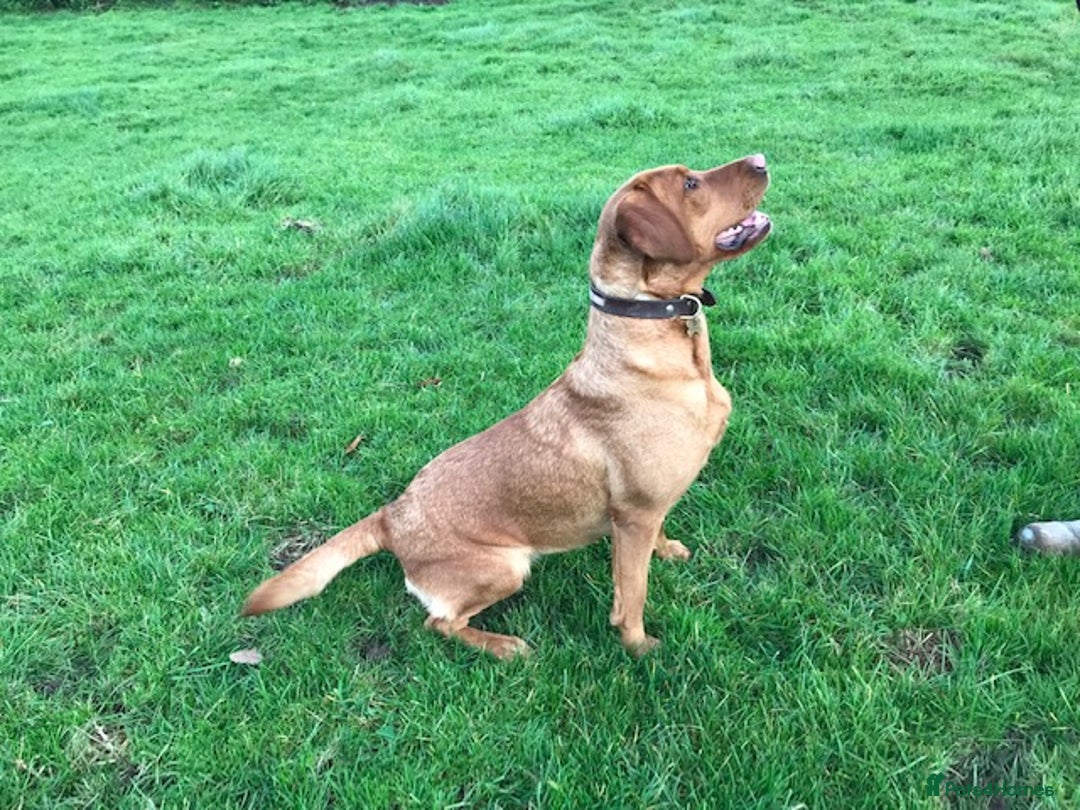 Labrador Retriever dogs for sale: FOX RED LABRADOR PUPPIES FOR SALE - Image 11