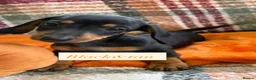 Dachshund dogs for sale: 5 beautiful dachshund girls  - Advert 18