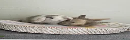 Mini Lop rabbits for sale: Baby Mini Lop's Ready To Leave 6th June in Birmingham - Advert 13