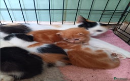 Domestic Shorthair cats for sale: 4 lovely kittens for sale  - Image 5